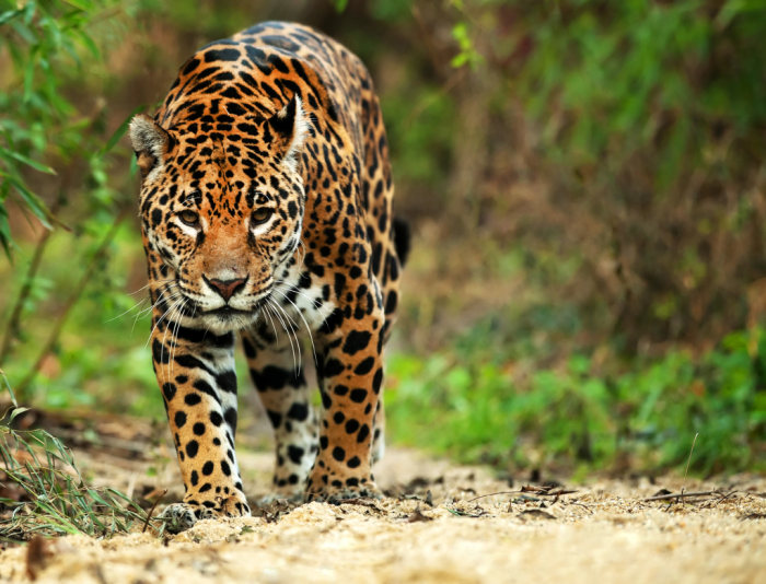 Jaguar 2